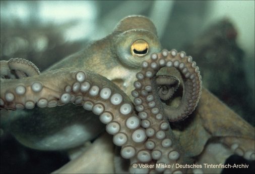 Naturhistorisches Museum BS-Foto Volker Miske Deutsches Tintenfisch Archi