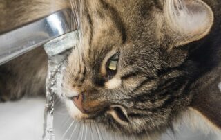 Trinkwasser-Versorgung in der Region für 2019 ist sicher - Foto: pixabay