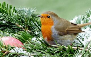 Stunde der Wintervögel - Foto: PIXABAY