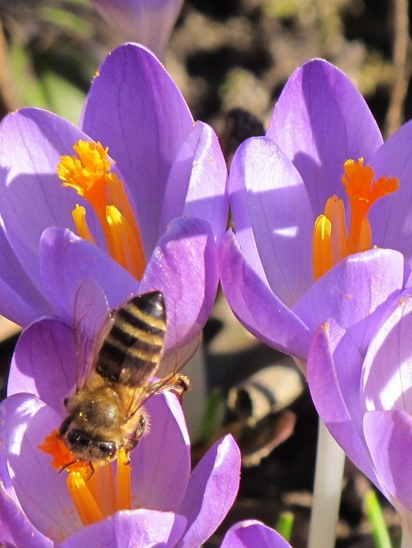 Frühlingbote Krokus - Foto: I. Rahaus
