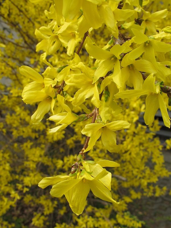 Forsythie - Foto: Rahaus