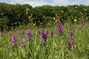 Orchideen - Foto: BUND Braunschweig