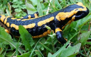 Feuersalamander - Foto: pixabay