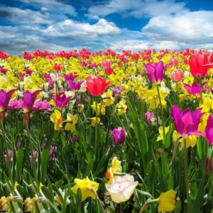 Frühlingserwachen - Foto: pixabay