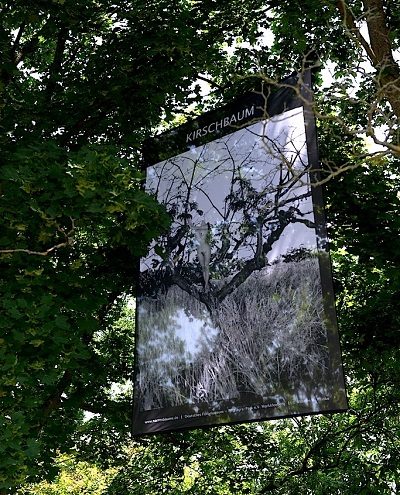 Der Parcours der Narrenbäume - Foto: Reinke, Baumtransparent
