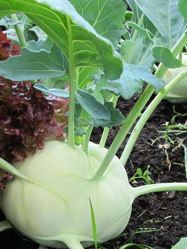 Kohlrabi - Foto: Rahaus