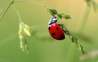 Nabu Aktion Insektenzählen - Foto: Pixabay