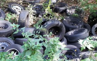 Reifen im Wald - Foto: (c) Nds. Landesforsten