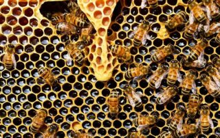 Bienenstock - Foto: (c) pixabay