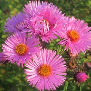 Herbstaster