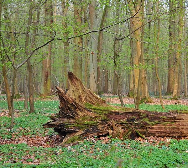 Foto: NaturErlebniszentrum Hobdelage