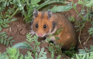 Syrischer Goldhamster - Foto: © Peter Fritzsche