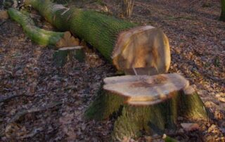 Mascheroder Holz (c) BIBS Braunschweig