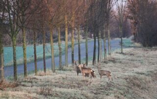 Wildwechsel (c) Hans Benn