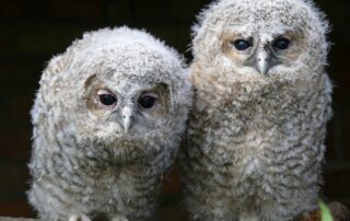 Junge Waldkäuze (c) NABU_Joachim Neumann