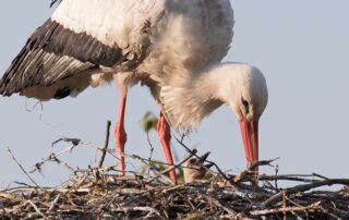 Storchnachwuchs (c) NABU Nds