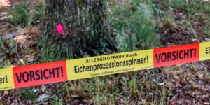 Eichenprozessionsspinner #2 (c) pixabay