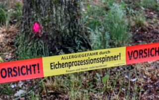 Eichenprozessionsspinner #2 (c) pixabay