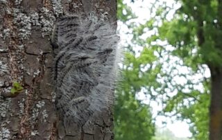 Eichenprozessionsspinner (c) LK Wolfenbüttel