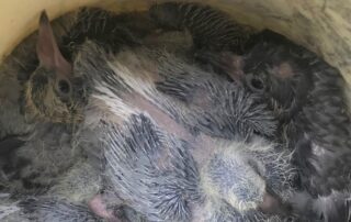 Küken Im Eimer - Foto: (c) Stadtttiere Braunschweig eV