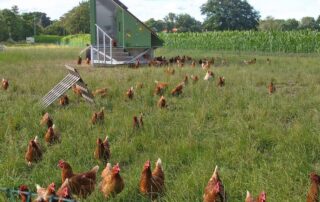 Biohof (c) Helga Kattinger