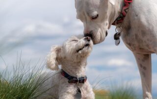 Hunde mit Steuermarke (c) Steve Adcock
