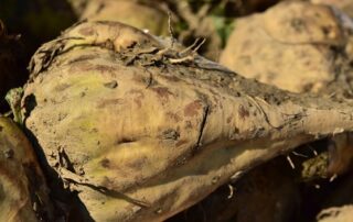 Zuckerrüben (c) pixabay