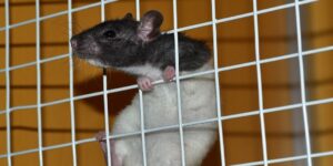 Ratte Labor (c) pixabay