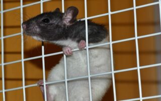 Ratte Labor (c) pixabay