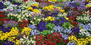 Symbolbild Gartenschau (c) pixabay