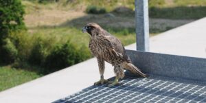 Junger Wanderfalke (c) NABU_Bärbel Rogoschik