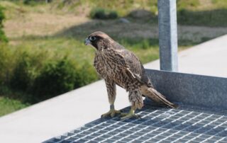 Junger Wanderfalke (c) NABU_Bärbel Rogoschik