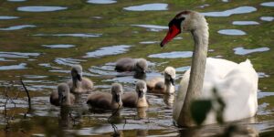 Schwan-Familie (c) pixabay