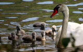 Schwan-Familie (c) pixabay