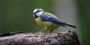 Blaumeise (c) Ray Jennings