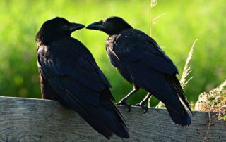 Krähen (c) pixabay