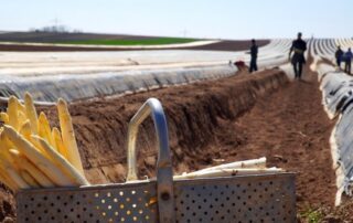 Spargelernte (c) Matthias Böckel