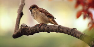 Ein Vogel auf einem Baum