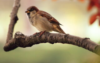Ein Vogel auf einem Baum