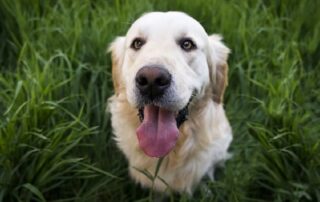 Hund auf Wiese (c) pixabay