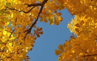 Kastanie (c) pixabay