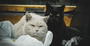 Streunerkatzen (c) pixabay