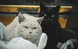 Streunerkatzen (c) pixabay