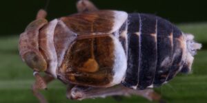 Zikaden_Brocken_Taigaspornzikade_ Criomorphus borealis_Foto G. Kunz
