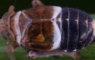 Zikaden_Brocken_Taigaspornzikade_ Criomorphus borealis_Foto G. Kunz