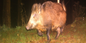 Wildschweinjagd (c) Nationalpark_Harz