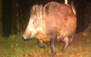 Wildschweinjagd (c) Nationalpark_Harz