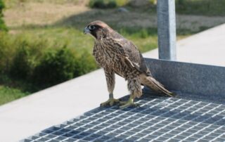 Junger Wanderfalke (c) NABU_Bärbel Rogoschik
