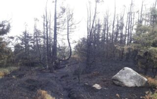 Wald nach Brand (c) Martin Struve