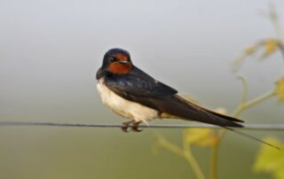 Rauchschwalbe (c) Marcus Bosch